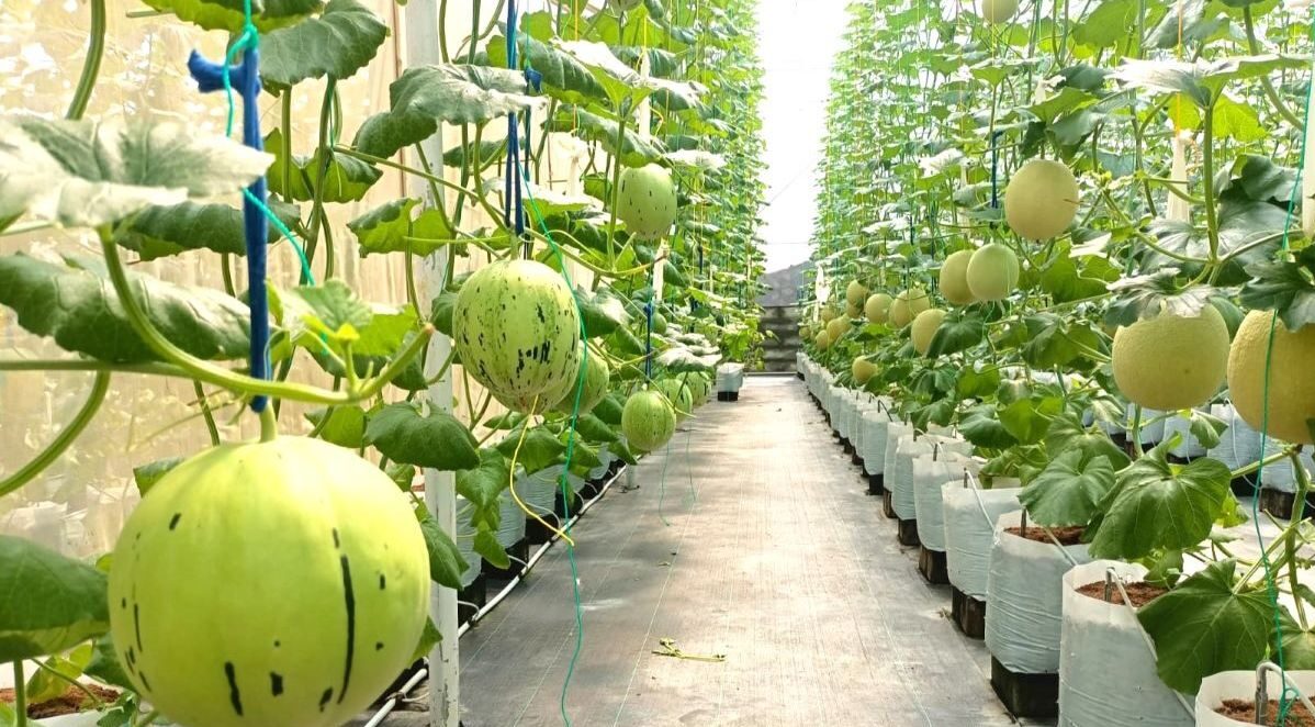Ngabuburit Seru di Pangandaran, Petik Melon Inthanon