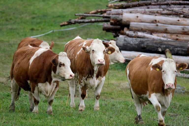 Presiden Prabowo Beli Sapi Kurban Super Besar di Klaten, Beratnya Capai 1,1 Ton!