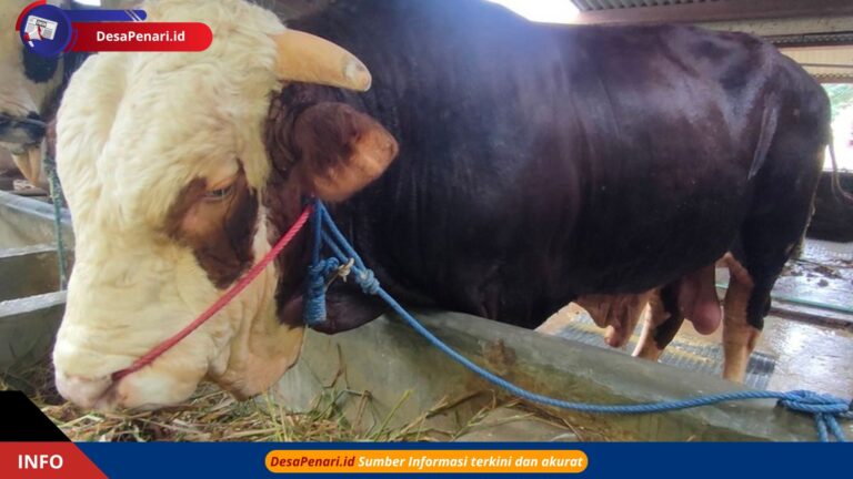 Mengenal Herkules, Sapi Gagah Milik Prabowo dari Kulon Progo