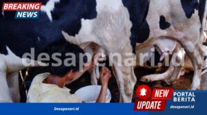Impor Susu Indonesia Masih Didominasi Selandia Baru, Amerika Serikat Makin Gencar Menyasar Pasar RI Impor Susu Indonesia Masih Didominasi sel