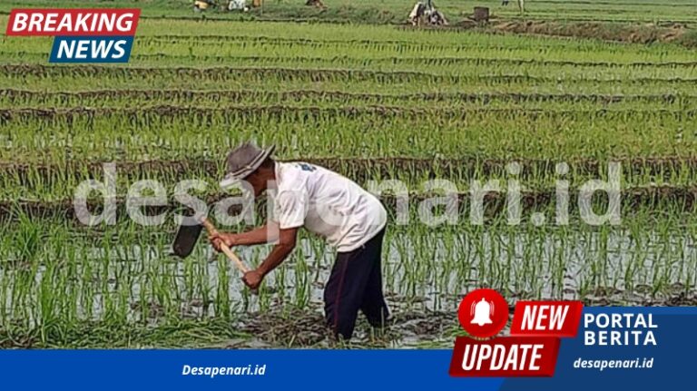 Fenomena Kelangkaan Tenaga Kerja Pertanian di Tengah Tingginya Pengangguran