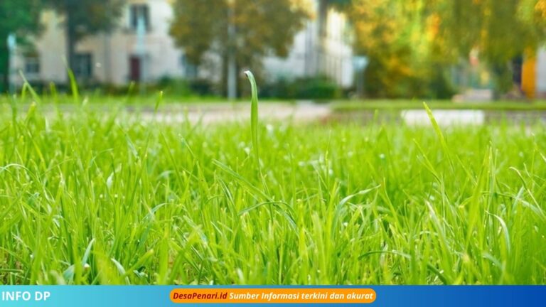 Pria Tewas Usai Makan Rumput Pinggir Jalan