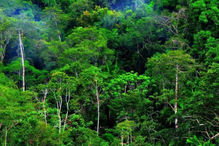 Pemerintah Papua Barat Perbaharui Peta Hutan, Bidik Penambangan Ilegal