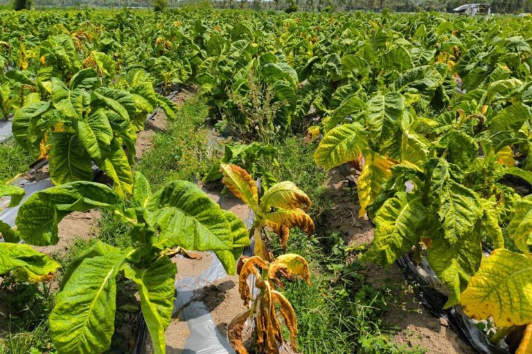 Harga Anjlok! Petani Tembakau Jember Terpuruk Akibat Serangan Virus di Musim Kemarau Basah