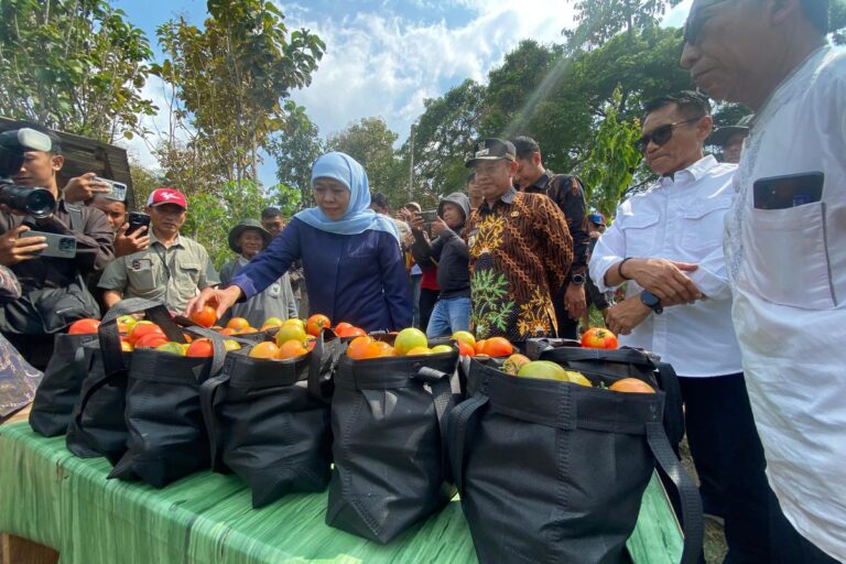 Gubernur Khofifah Turun Langsung Tanggapi Keluhan Petani Tomat Madiun yang Terpuruk