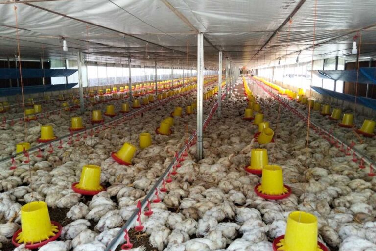 18 Ribu Ekor Ayam di Aceh Tewas Usai Listrik Padam 3 Hari, Peternak Tagih Ganti Rugi PLN