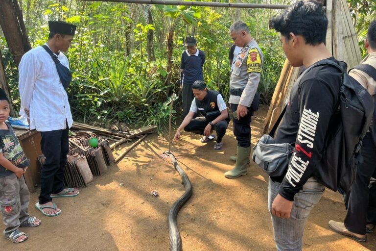 Duel Mematikan di Sukabumi, Pria Tewas Usai Berhadapan dengan King Kobra 4 Meter