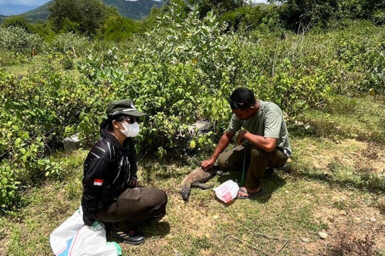 Diduga Tertabrak, Komodo Ditemukan Mati di Jalan Menuju Golo Mori