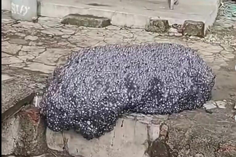 Misteri Busa Hitam Terbang di Subang Akhirnya Terpecahkan, Sumbernya dari Pabrik Karawang