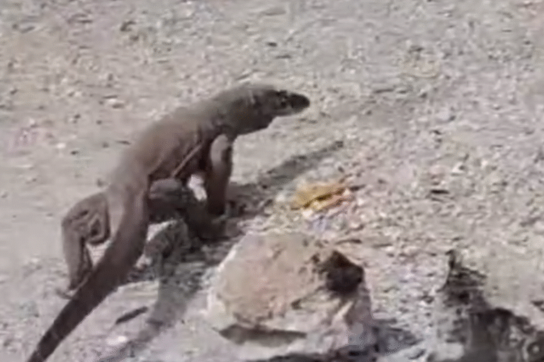 Desakan Warga kepada Pemerintah: Bangun Pagar Cegah Komodo Masuk Permukiman