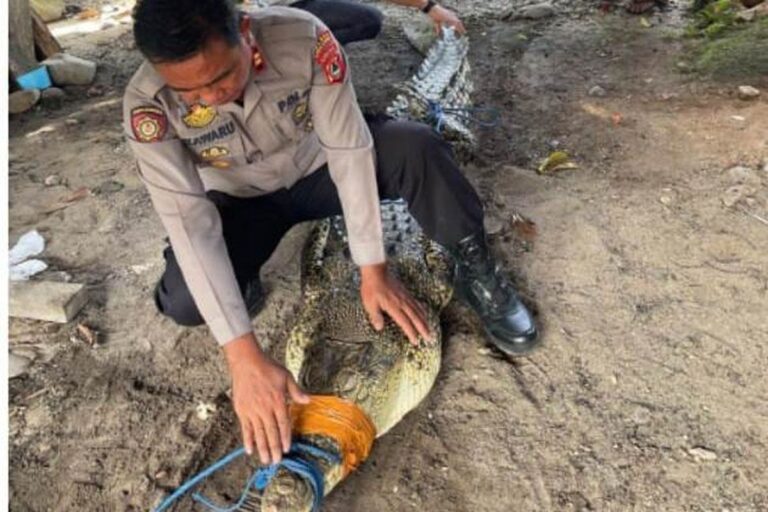 Tak Hanya Satu, Tujuh Belas Buaya Muncul Saat Pawang Buru Reptil Penyerang Warga