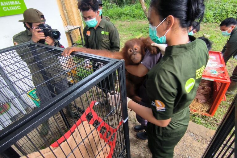 Repatriasi Sukses, Indonesia Kembalikan Empat Orangutan dari Thailand untuk Direhabilitasi