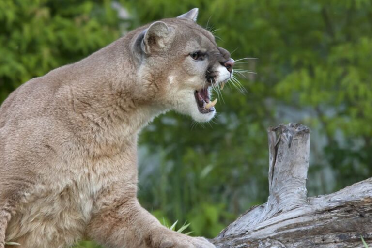 Singa Gunung Tewaskan Pendaki Perempuan di Colorado, Serangan Pertama dalam 27 Tahun