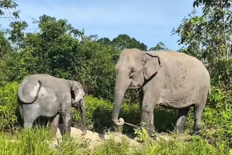 Kades di Lampung Timur Tewas Diterjang Gajah Saat Upaya Pengusiran