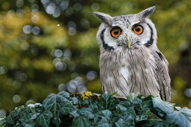 Video Penembakan Burung Hantu Langka Viral, Polisi NTT Gerak Cepat Usut Tuntas