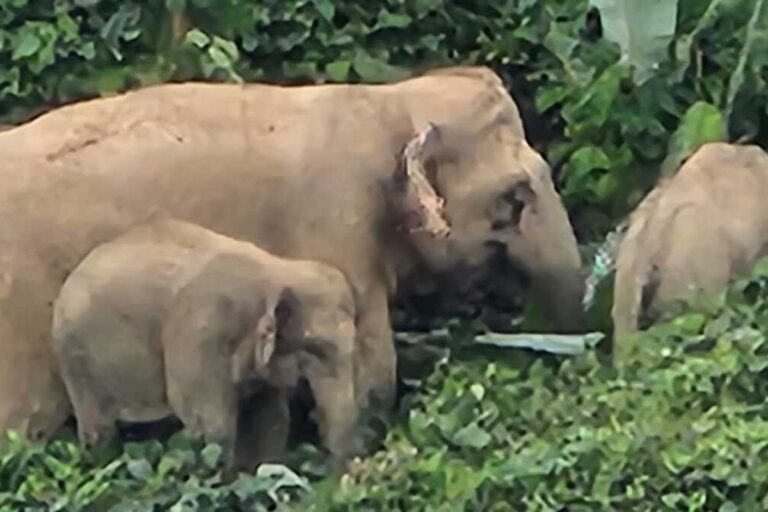 Panik! Kebun Petani di Empat Desa Aceh Timur Dirusak Kawanan Gajah