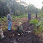 Warga Diimbau Hindari Aktivitas Malam Setelah Harimau Terlihat Muncul di Kebun Sawit Siak