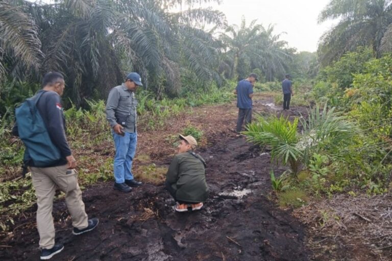 Warga Diimbau Hindari Aktivitas Malam Setelah Harimau Terlihat Muncul di Kebun Sawit Siak