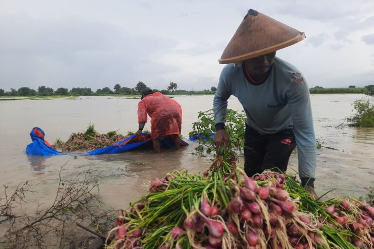 Banjir Landa Sawah Jateng, Klaim Asuransi untuk Petani Dijamin