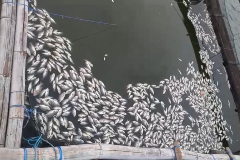 Petani Ranu Grati Rugi Jutaan, Ribuan Ikan Mati Mendadak Diterjang “Sapon”