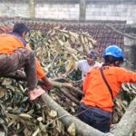 BPBD Cianjur Catat 18 Pohon Tumbang, Warga Diimbau Waspada hingga Mei 2026