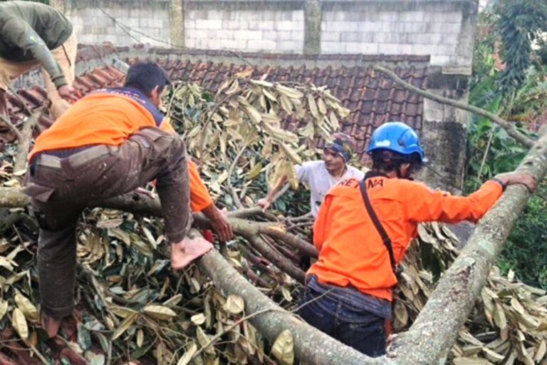 BPBD Cianjur Catat 18 Pohon Tumbang, Warga Diimbau Waspada hingga Mei 2026