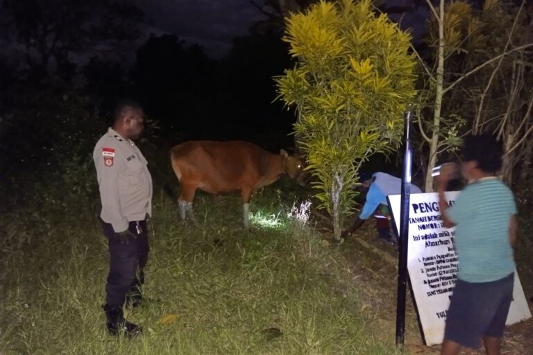 Dua Pencuri Sapi Diamankan Polisi Usai Dihajar Warga yang Murka di Muara Tami