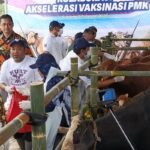 Hadapi Ancaman PMK, Pemerintah Kerahkan 4 Juta Dosis Vaksin pada 2026