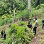 Ladang Ganja Seluas 3 Hektar Ditemukan di Bukit Empat Lawang, Polisi Kejar Pemilik Ladang