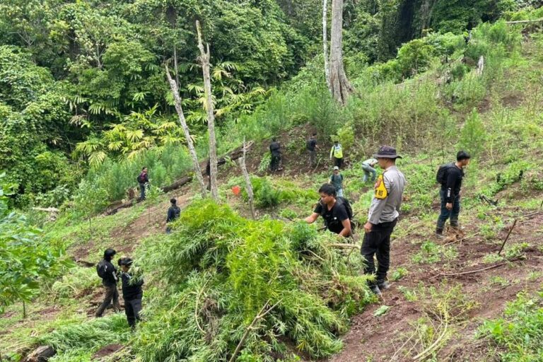 Ladang Ganja Seluas 3 Hektar Ditemukan di Bukit Empat Lawang, Polisi Kejar Pemilik Ladang