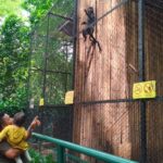 Kemenhut Cabut Izin, Kebun Binatang Bandung Tutup Selama Libur Lebaran 2026