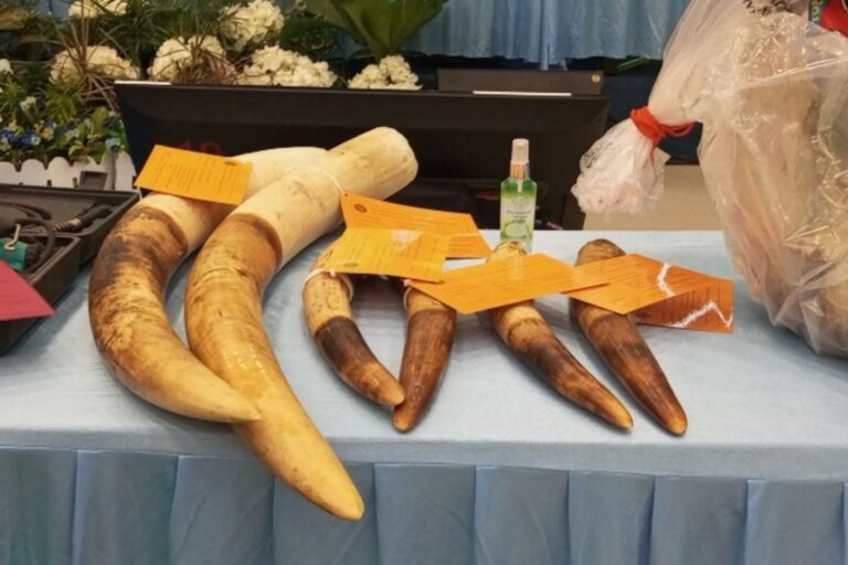 Fakta-Fakta Baru di Balik Pembantaian Gajah Sumatera, Ada Peran Krusial dari WNA