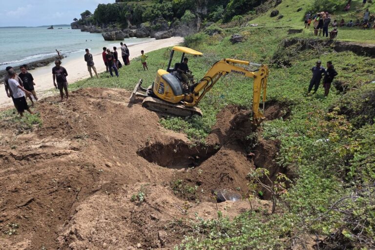 Puluhan Paus Terdampar di Rote Berakhir Pilu, 21 Ekor Dikubur di Sekitar Pantai