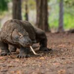 Jaringan Penjualan Komodo ke Thailand Terbongkar, Tiga Pelaku Ditangkap Polisi