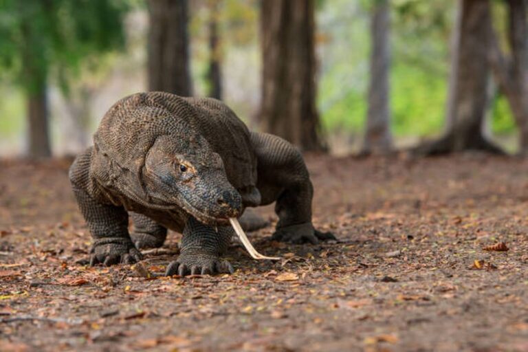 Jaringan Penjualan Komodo ke Thailand Terbongkar, Tiga Pelaku Ditangkap Polisi
