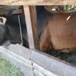 Dana Bantuan Meugang dari Presiden Prabowo Mulai Disalurkan ke Desa-Desa di Aceh Utara