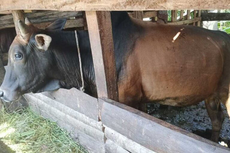 Dana Bantuan Meugang dari Presiden Prabowo Mulai Disalurkan ke Desa-Desa di Aceh Utara