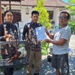 BKSDA Bali Amankan Elang Bondol dari Rumah Warga, Langsung Dibawa ke Pusat Rehabilitasi