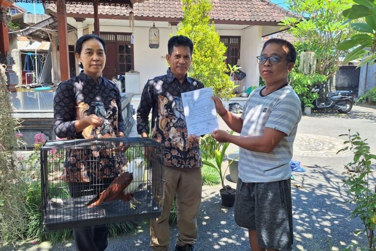 BKSDA Bali Amankan Elang Bondol dari Rumah Warga, Langsung Dibawa ke Pusat Rehabilitasi