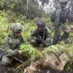 TNI-Polri Temukan Ladang Ganja di Pegunungan Bintang, Pemilik Ditangkap