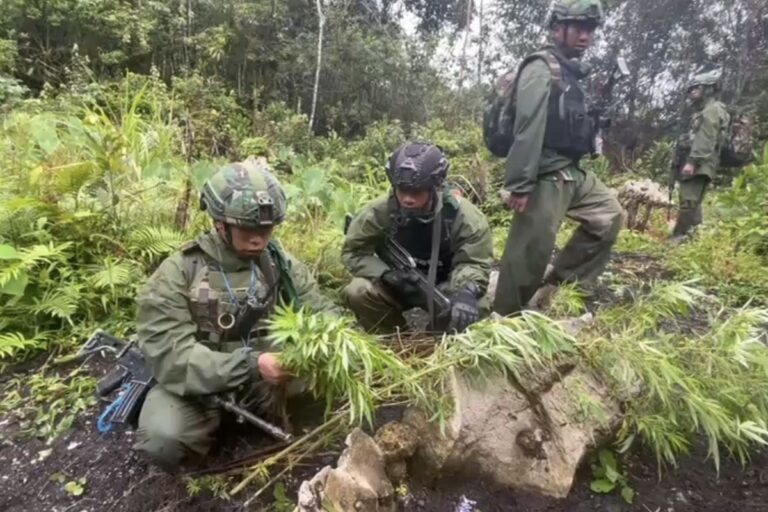 TNI-Polri Temukan Ladang Ganja di Pegunungan Bintang, Pemilik Ditangkap