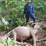 Warga Muratara Resah, 8 Kerbau Ditemukan Mati Diduga Diserang Harimau