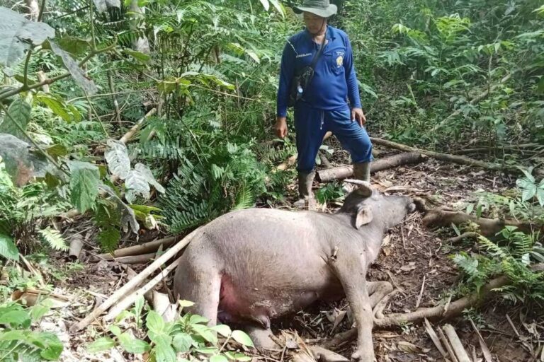 Warga Muratara Resah, 8 Kerbau Ditemukan Mati Diduga Diserang Harimau