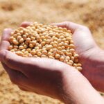 Fokus Swasembada Padi, Lahan Kedelai di Magetan Tinggal 214 Hektare per 2025