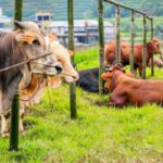 Sepekan Jelang Idul Adha, Harga Sapi di Magetan Naik Rp 1–2 Juta