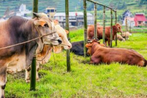 Sepekan Jelang Idul Adha, Harga Sapi di Magetan Naik Rp 1–2 Juta