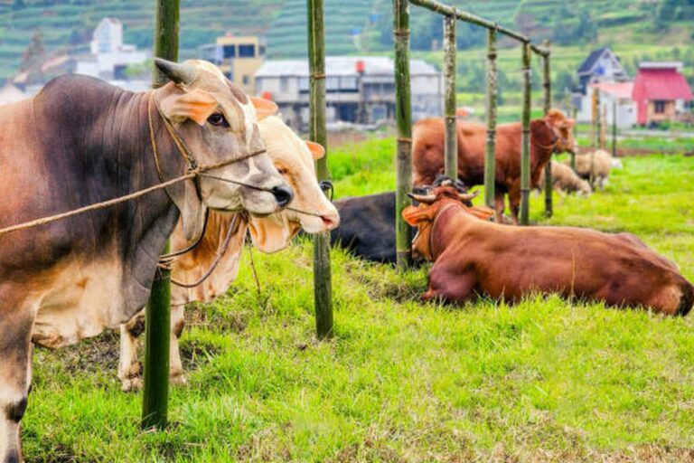 Sepekan Jelang Idul Adha, Harga Sapi di Magetan Naik Rp 1–2 Juta
