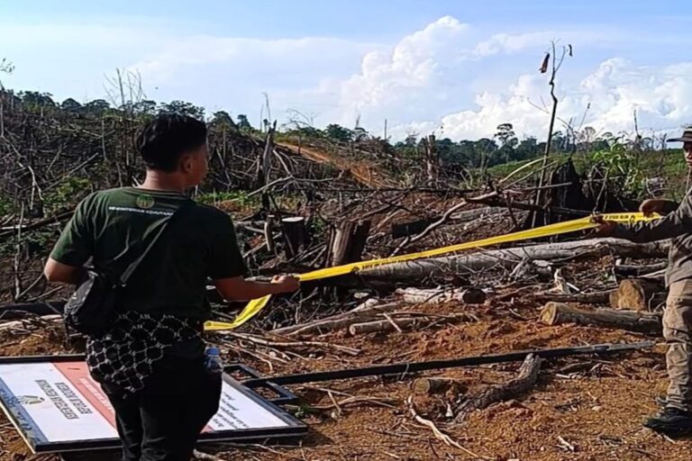 Perambahan Hutan di TNKS Bengkulu Terungkap, 80 Hektare Ludes