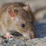Warga DIY Tak Perlu Cemas, Dinkes Ungkap Fakta Sebenarnya soal Kasus Hantavirus 2025