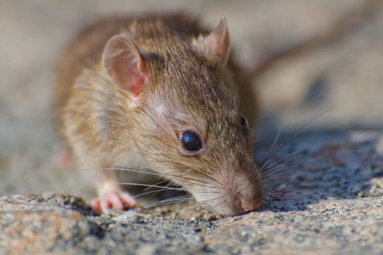 Warga DIY Tak Perlu Cemas, Dinkes Ungkap Fakta Sebenarnya soal Kasus Hantavirus 2025